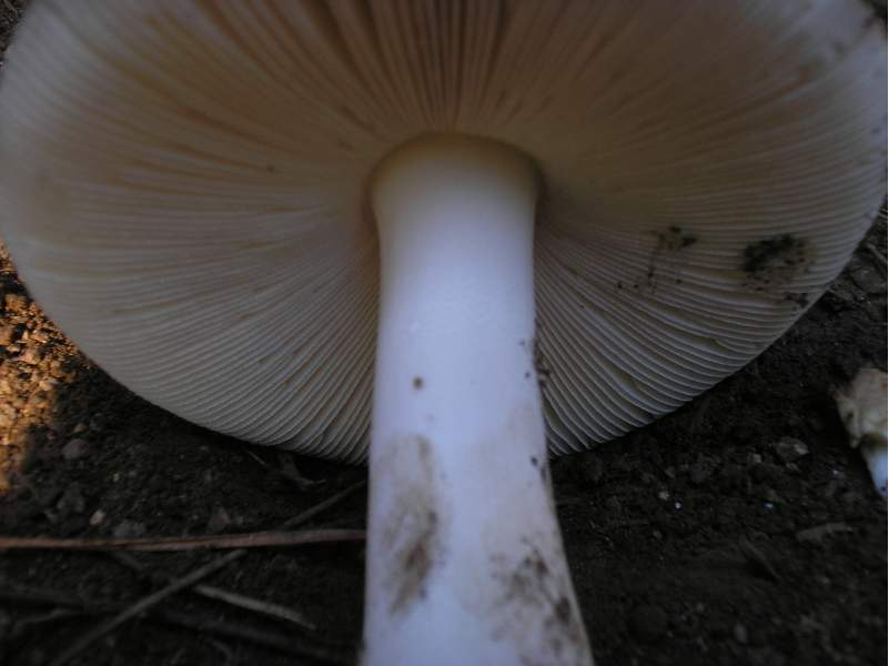 Russula e Amanita?
